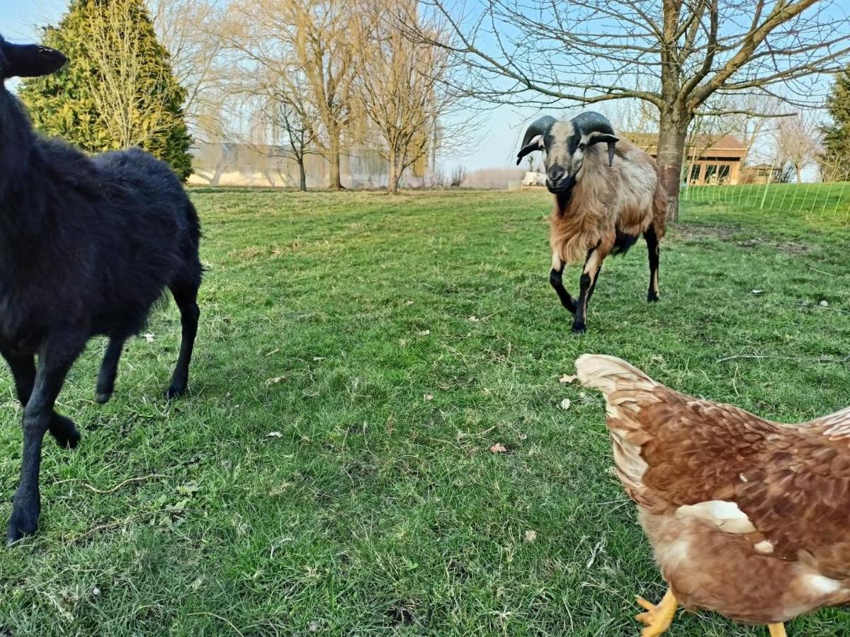 Les Chambres D'Hotes Du Vert Galant " L'Allee Des Champs" Verlinghem Exteriör bild